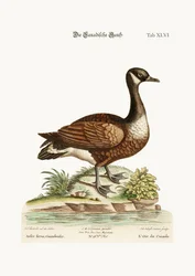 El ganso de Canadá, 1749-73